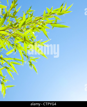 Les feuilles de bambou border, vert plant stalk sur sunny blue summer sky, abstract floral fond naturel Banque D'Images