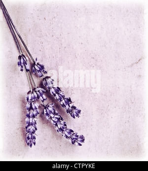 Fleurs de Lavande fraîche isolé sur fond rose, belle dentelle frontière, sur l'exemplaire de l'usine de lilas, de l'espace spa et de la santé Banque D'Images