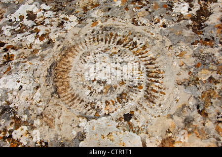 Combustibles fossiles d'Ammonites à theTorcal à Antequera, travaillant sur l'érosion des calcaires du Jurassique. La province de Malaga, Andalousie, Espagne Banque D'Images