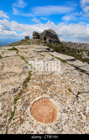 Combustibles fossiles d'Ammonites à theTorcal à Antequera, travaillant sur l'érosion des calcaires du Jurassique. La province de Malaga, Andalousie, Espagne Banque D'Images