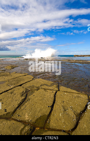 Tessalated Les Roches, Royal National Park, New South Wales, Australie Banque D'Images