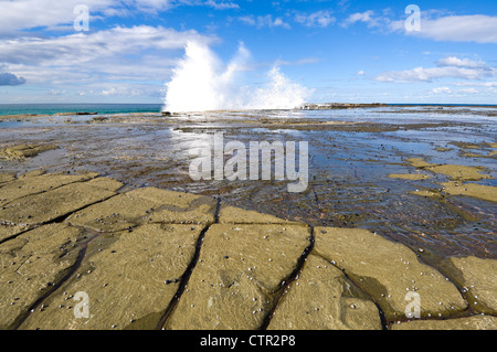 Tessalated Les Roches, Royal National Park, New South Wales, Australie Banque D'Images