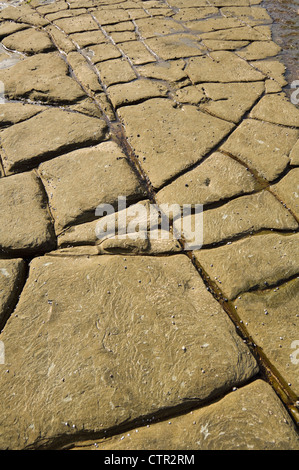 Tessalated Les Roches, Royal National Park, New South Wales, Australie Banque D'Images