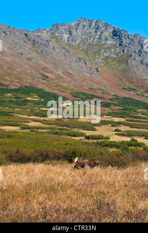 Grand mâle orignal debout dans des broussailles épaisses près de col Powerline Chugach State Park dans près d'Anchorage en Alaska le Sud Banque D'Images
