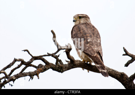 Merlin perché sur un chicot d'épinettes mortes près de la rivière Toklat, Denali National Park & préserver, l'intérieur de l'Alaska, le printemps Banque D'Images