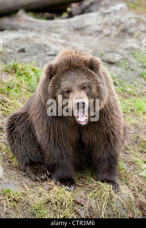 Mâle en captivité : L'ours brun Kodiak, Alaska Wildlife Conservation Center, Southcentral Alaska, automne Banque D'Images