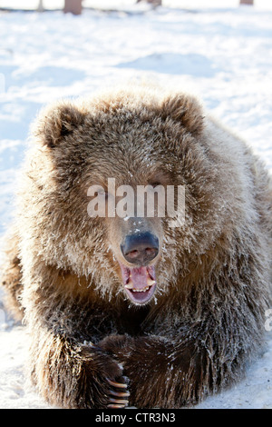 Jeune femme en captivité : L'ours brun kodiak frosty visage allongé sur la neige Alaska Wildlife Conservation Center Winter Winter Banque D'Images