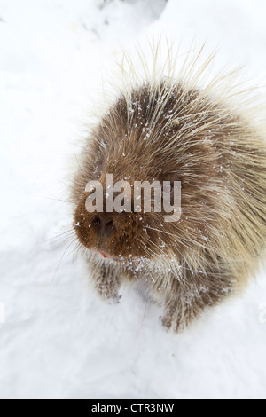 Captif : le porc-épic debout dans la neige, Alaska Wildlife Conservation Center, Southcentral Alaska, Winter Banque D'Images