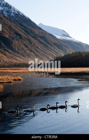 Au Lac des Cygnes trompettes de sternes, péninsule de Kenai, Southcentral Alaska, automne Banque D'Images