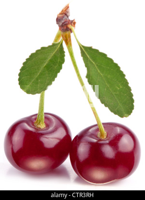 Cerises avec feuilles sur un fond blanc. Banque D'Images
