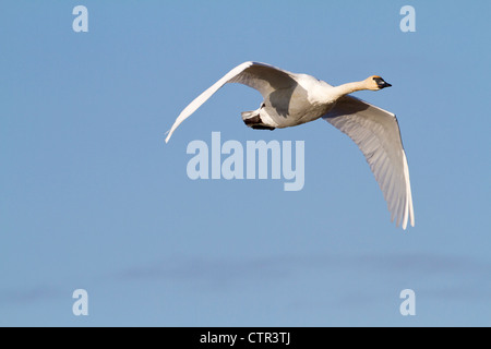 Le cygne en vol au-dessus de Potter Marsh, Anchorage, Southcentral Alaska, automne Banque D'Images