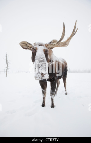 Captif : Bull Moose, avec un andouiller, debout dans la neige en Alaska Wildlife Conservation Center, Southcentral Alaska, Winter Banque D'Images