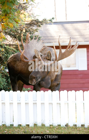 Bull Moose Alces Alces Marchant Le Long D'une électrique étang Dans L 