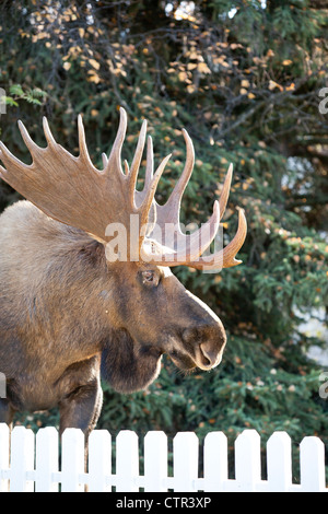 Grand bull moose promenades le long d'une rue résidentielle, Anchorage, Southcentral Alaska, automne Banque D'Images