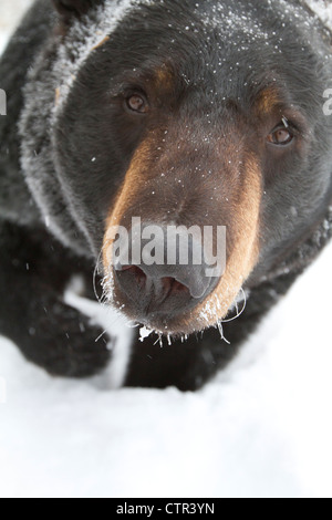 Captif : High angle portrait grand ours noir à la Alaska vers le haut Winter Winter Banque D'Images