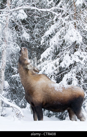 Les orignaux qui s'étend à l'alimentation sur les arbres couverts de neige à Anchorage, Southcentral Alaska, Winter Banque D'Images