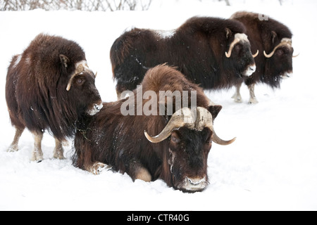 Une vache en captivité : Trois Bœufs musqués bull stand dans la neige profonde au cours de tempête de sud de l'Alaska Banque D'Images