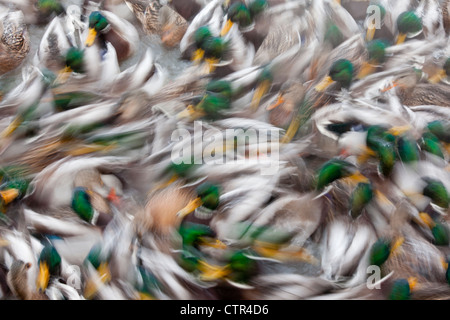 Résumé d'un grand troupeau de canards colverts nager dans un étang à Anchorage, Alaska, Winter Banque D'Images