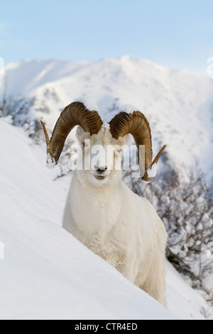 Close up of a full-curl ram Dall debout sur une forte pente dans la neige profonde, les montagnes Chugach, Southcentral Alaska, Winter Banque D'Images