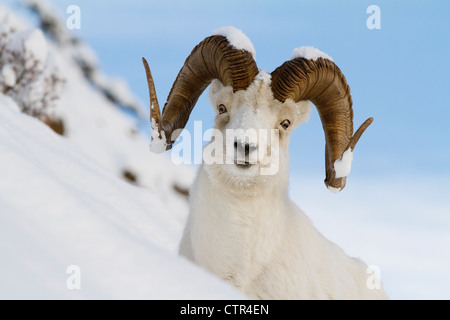 Close up of a full-curl ram Dall debout sur une forte pente dans la neige profonde, les montagnes Chugach, Southcentral Alaska, Winter Banque D'Images