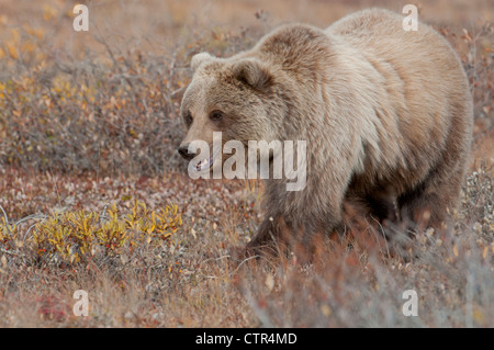 Parmi les grizzlis feuillage d'automne dans le Parc National Denali et préserver, l'intérieur de l'Alaska Banque D'Images