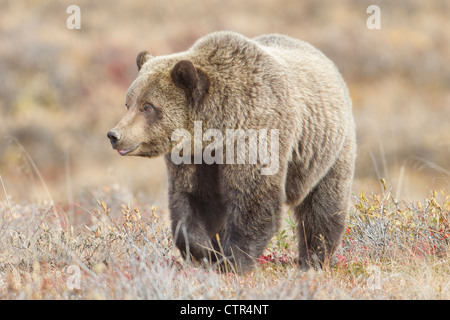 Trois ans ourson brun se nourrissant de fruits rouges à la fin de l'automne, le Parc National Denali et préserver, l'intérieur de l'Alaska Banque D'Images