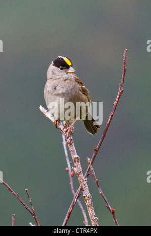 Golden-Crowned Sparrow perché sur une branche à Turnagain Pass, Southcentral Alaska, l'été Banque D'Images