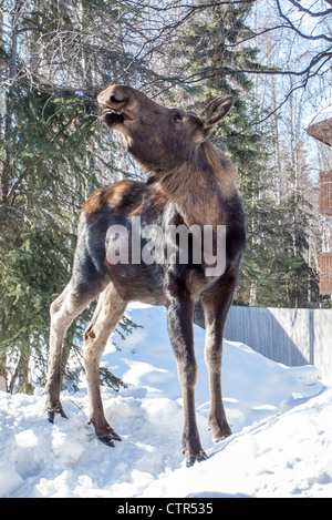 Jeune femelle orignal se dresse sur un mur de neige pour se nourrir de brindilles de bouleau, Anchorage, Southcentral Alaska, Winter Banque D'Images