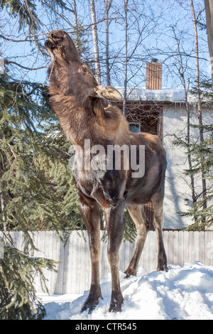 Jeune femelle orignal se dresse sur un mur de neige pour se nourrir de brindilles de bouleau, Anchorage, Southcentral Alaska, Winter Banque D'Images