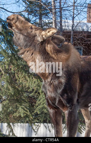 Jeune femelle orignal se dresse sur un mur de neige pour se nourrir de brindilles de bouleau, Anchorage, Southcentral Alaska, Winter Banque D'Images