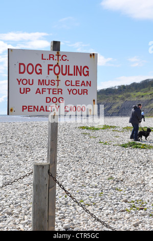 Chiens sur la plage Banque D'Images