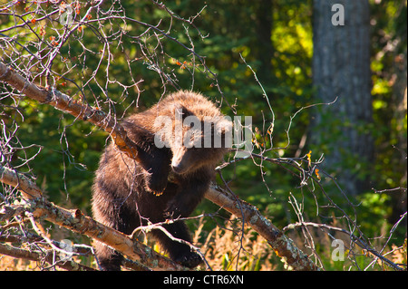 Brown Bear cub jouant sur une branche d'arbre au fleuve russe, péninsule de Kenai, Southcentral Alaska, l'été Banque D'Images