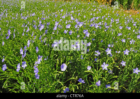 Fleurs de lin ou lin Linum usitatissimum commun tourné vers le soleil. Banque D'Images