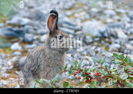 Le Lièvre assis près de bush, la shépherdie du Canada Marsh la fourche de la rivière Canning, Brooks, RFNA, Alaska Banque D'Images