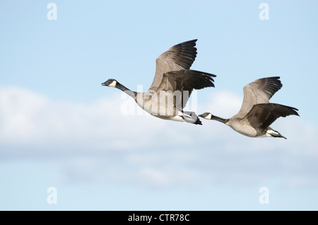 Couple de Bernaches du Canada en vol sur le terrain de l'écrémeuse en tandem les oiseaux aquatiques migrateurs Refuge, Fairbanks, Alaska, printemps Banque D'Images