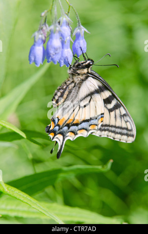 Les Tiger Swallowtail Butterfly se nourrit d'un tintement Bell, Fairbanks, Alaska, l'été Banque D'Images