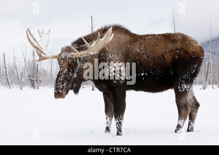 Bull : captif orignal avec bois dans la neige, Alaska Wildlife Conservation Center, Southcentral Alaska, Winter Banque D'Images