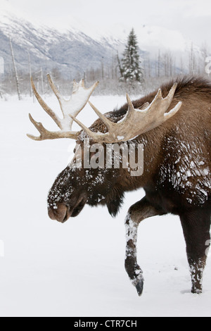 Bull : captif orignal avec bois dans la neige, Alaska Wildlife Conservation Center, Southcentral Alaska, Winter Banque D'Images