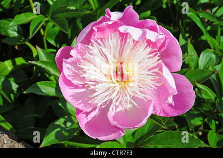 Close up de fleur de pivoine Paeonia lactiflora Bol de beauté. Banque D'Images