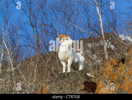 Dall debout sur un rebord dans la Chugach Mountains, Southcentral Alaska, Winter Banque D'Images