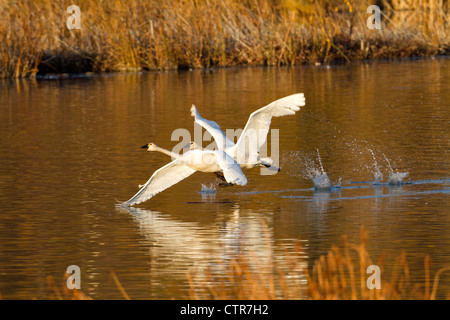 Les cygnes trompettes en vol au-dessus de Potter Marsh avec feuillage de l'automne dans l'arrière-plan, Southcentral Alaska Banque D'Images