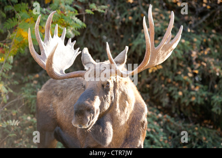 Grand bull moose dans une zone résidentielle, Anchorage, Southcentral Alaska, automne Banque D'Images