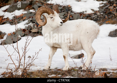 Un curl Dall ram regarde au-dessus de son épaule, les montagnes Chugach, Southcentral Alaska, Winter Banque D'Images