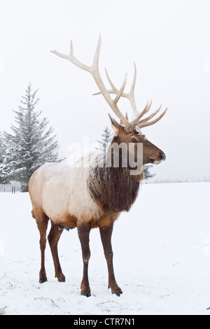 Captif : grand mâle du wapiti des montagnes Rocheuses se trouve dans la neige, Alaska Wildlife Conservation Center, Southcentral Alaska, Winter Banque D'Images