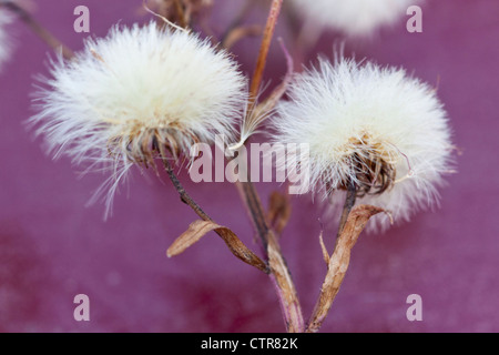 Close up de linaigrettes à fleurs, graines d'automne, Banque D'Images