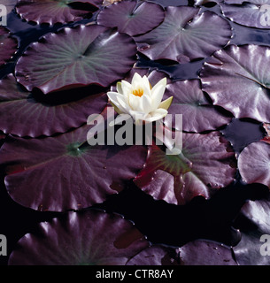 Nymphaea cultivar, Water Lily, blanc. Banque D'Images