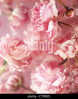 Paeonia cultivar, pivoine, rose, rose. Banque D'Images