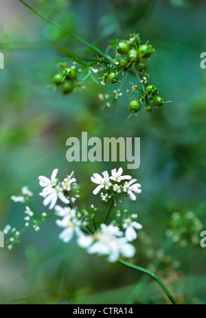 Coriandrum sativum, coriandre, graines de fleurs blanches et vertes sur une plante. Banque D'Images