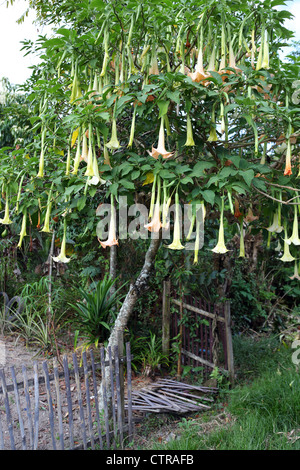 La floraison des plantes Datura connu aussi sous le nom de Angel's trompettes ou Moonflowers. Banque D'Images