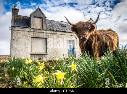 Vache Highland, Isle of Harris, Scotland Banque D'Images